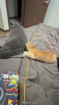 Fight #catshorts #funny #pets #ytshorts @Star_14672