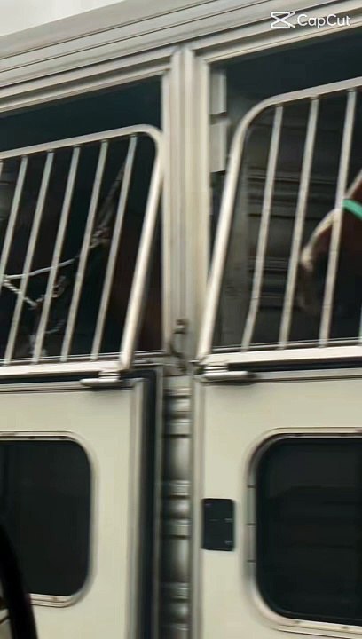 Horses lover's