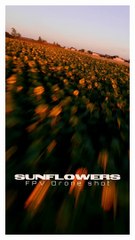 SUNFLOWERS FPV Drone shot