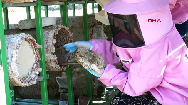 'Pembe maskeli kadınlar' bal hasadına başladı