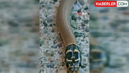 Tunceli'de Uysal Yılan Görüntülendi