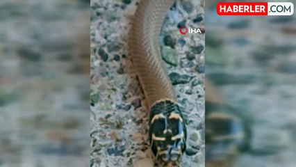 Tunceli'de Uysal Yılan Görüntülendi