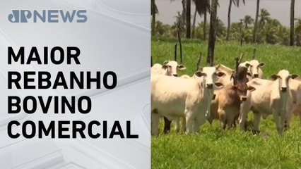 Pecuária brasileira avança e impressiona produtores mundiais