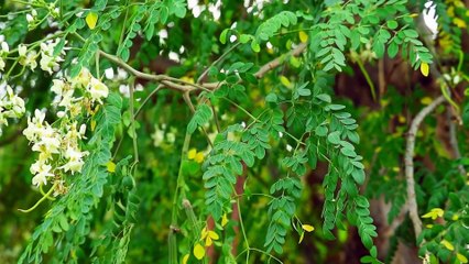 모링가 잎의 장점 경증부터 중증까지의 질병에 사용할 수 있습니다.