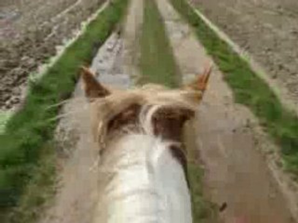 Petit galop magnum et opium vers reiningue