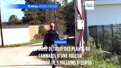 Kosovo : la police détruit des plants de cannabis d'une valeur marchande de 5 millions d'euros