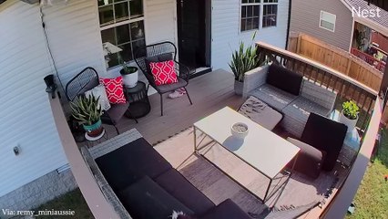 Funny Dog Videos That Will Make You Laugh Out Loud  | New Funny Dogs 2024 Compilation