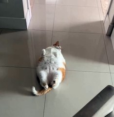 VÍDEO: Gatinha obesa faz birra para receber comida