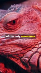 Amazing Facts About Gila Monsters!