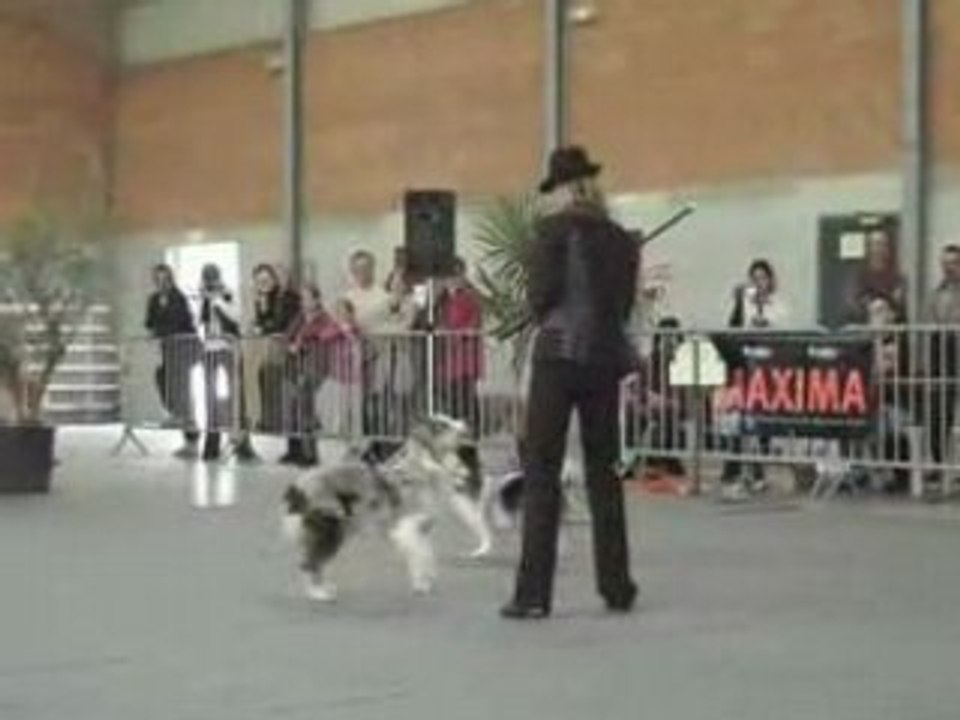2 chiens 1 pass