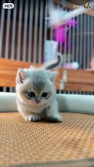 Cute cat funny day #funny #cat #cute #trends #viral