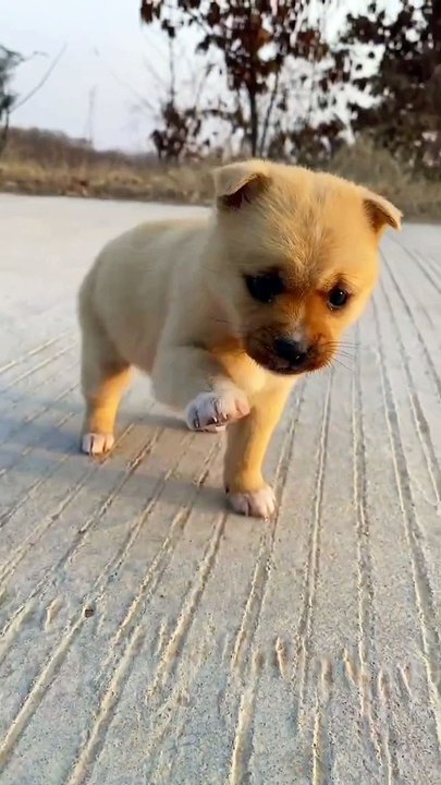 Look at this adorable puppy! #cutepet #dog My dog loves to play fetch! #dog #cutepet