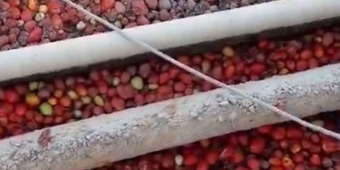 Salça tesisinde hijyen skandalı! Farelerin dolaştığı görüntüler üretimi durdurdu