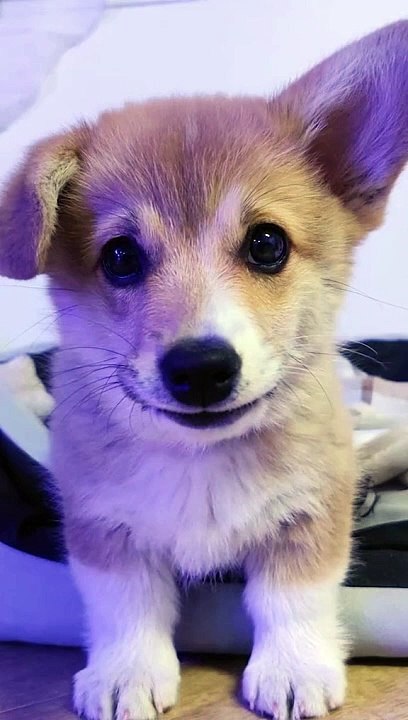 Dog > Cat