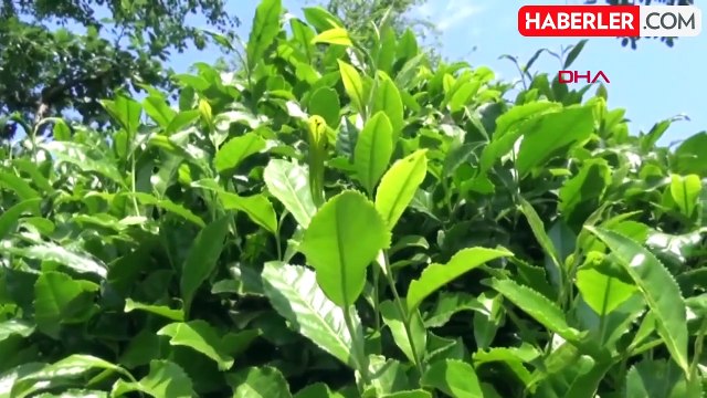 ÇAYKUR, yaş çay bedeli ödemelerine başladı! Üreticilere 1 milyar 719 milyon lira ödenecek