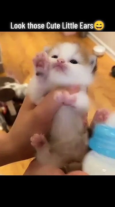 Cat funny video