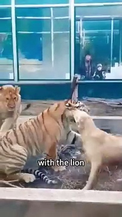 The Tiger wanted to  fight with the lion