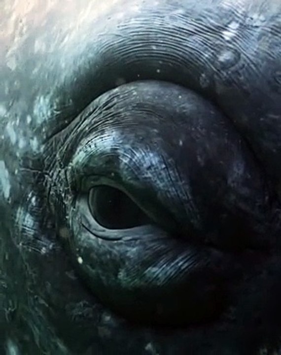 Eyes of the ocean.⁣