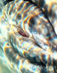 Eyes of the ocean.⁣ #ocean #whale #whalebreach