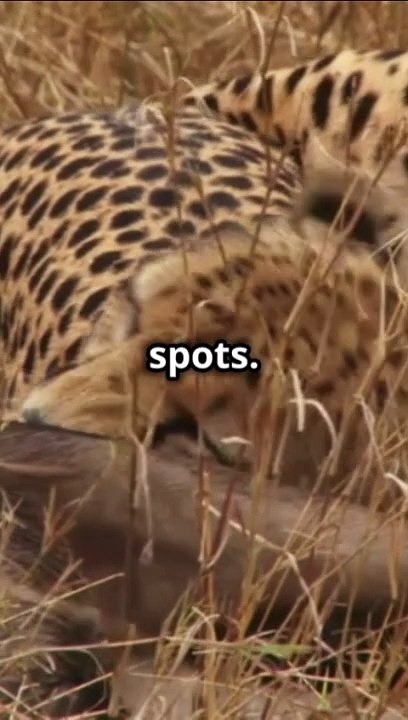 Cheetah vs Lion: Hunting Styles Unleashed!