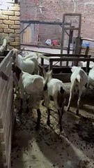 #trending #usa #viral #shortvideo #baby #pet #animals #goats #bakra #bakramandi