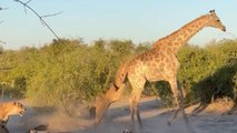 Lionesses teach their cubs how to hunt by taking down a large giraffe