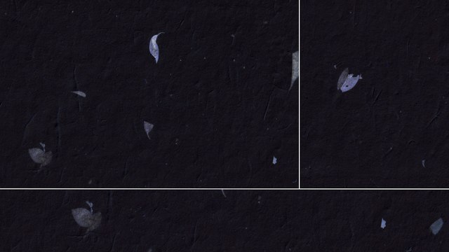 20 Blue Petals Black Paper Textures