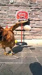 Hen playing basketball