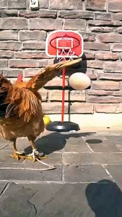 Hen playing basketball