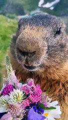 Flower delivery to Bulgaria