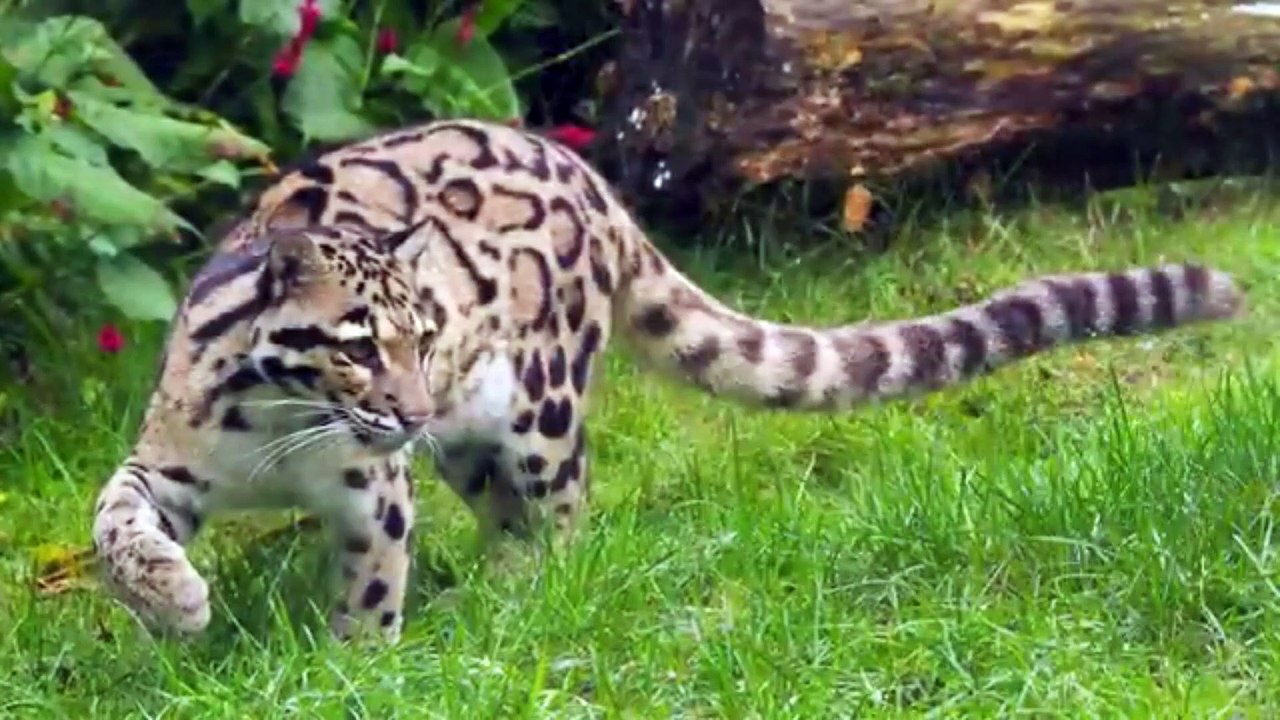 WILD CATS