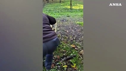 Roma, catturata (e poi liberata) una cucciola di lupo