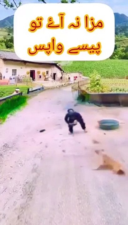 Man catch a dog and teach a lesson,,,
