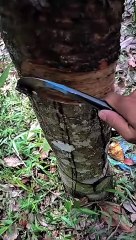 Rubber Latex Tapping Process