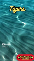 Animal Facts       Tigers           #shorts