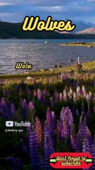 Animal Facts        Wolves          #shorts