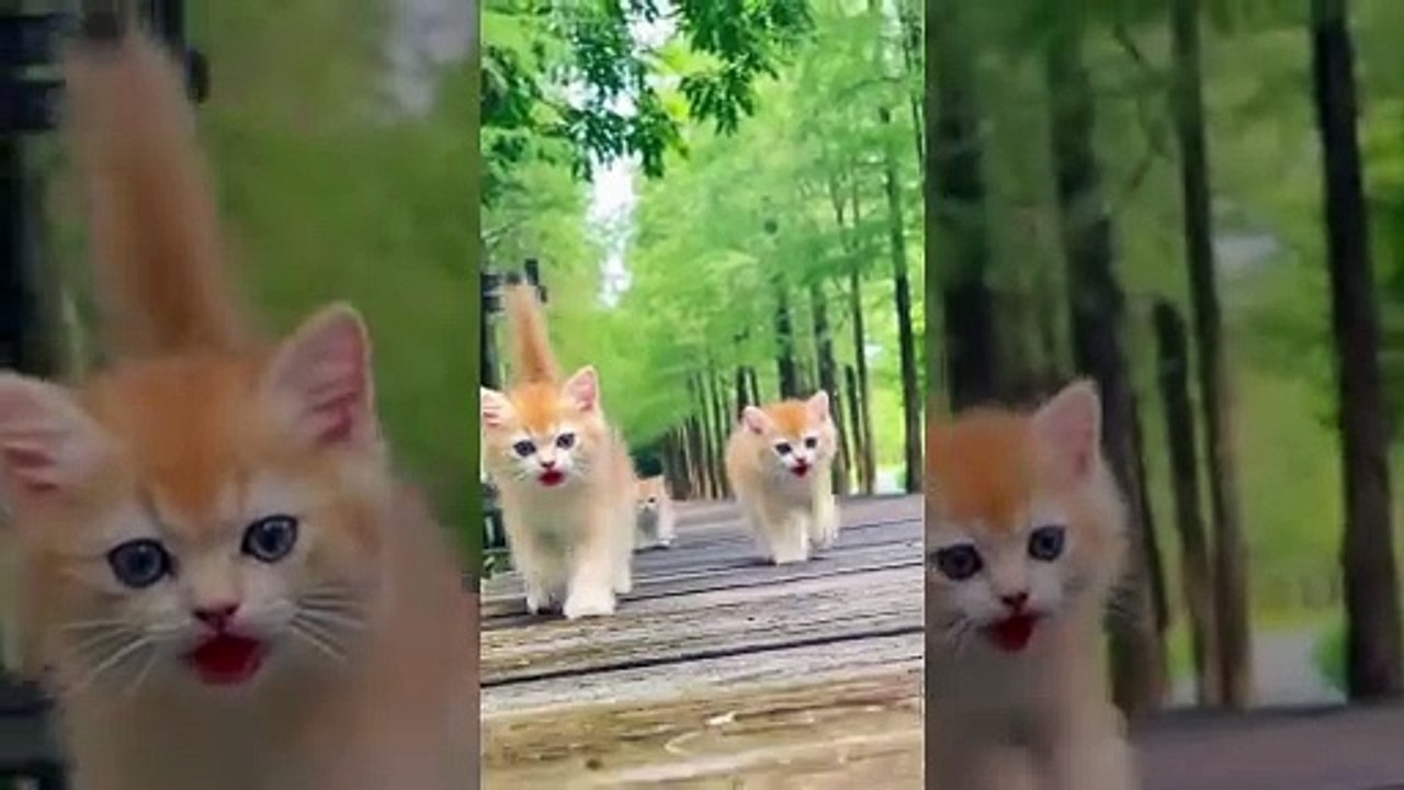 Don't laugh! #fun2view #cat #capcutvelocity #fan#funn#Love#ilove_cat #foryou #catsoftiktok #fanedits