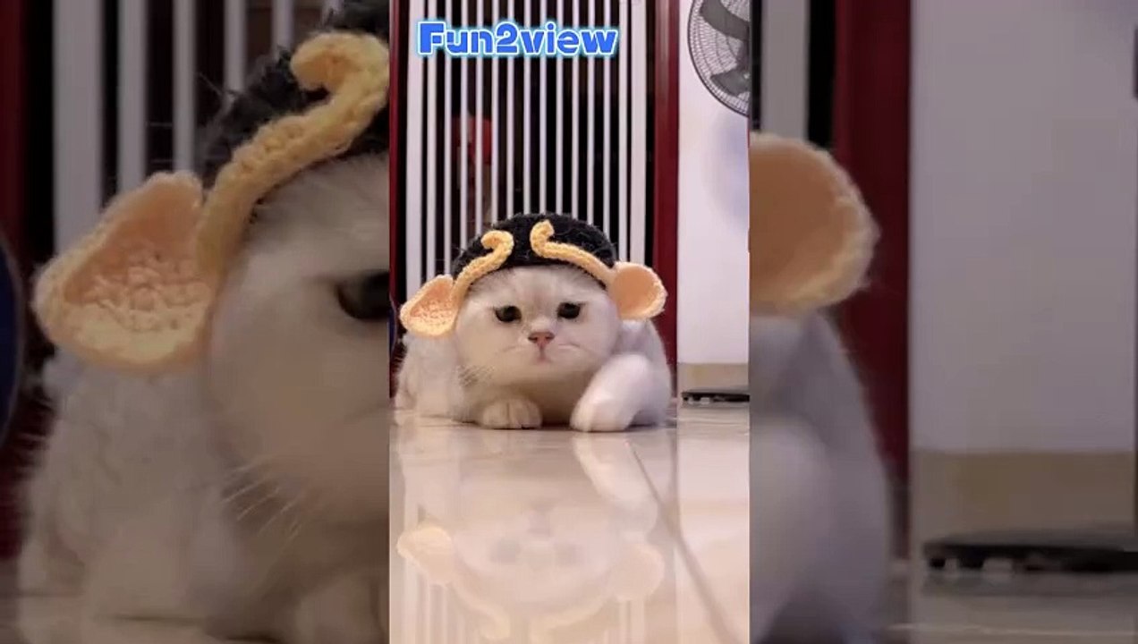 #cattok #viralvideo #viraltiktok #funnyvideo #viral_video #catlover #cat #catlovers #funny #viral