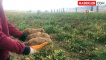 Erzincan'da Patates Hasadı Başladı