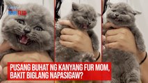 Pusang buhat ng kanyang fur mom, bakit biglang napasigaw? | GMA Integrated Newsfeed