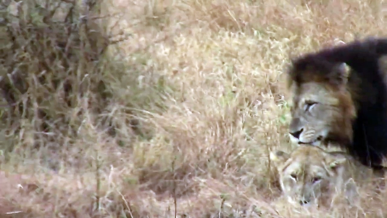 Mating Lions (1)