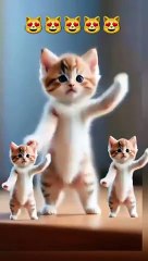Cute Cat Amazing Dance