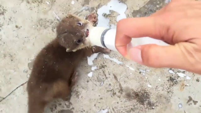baby otter drinking cat's milk