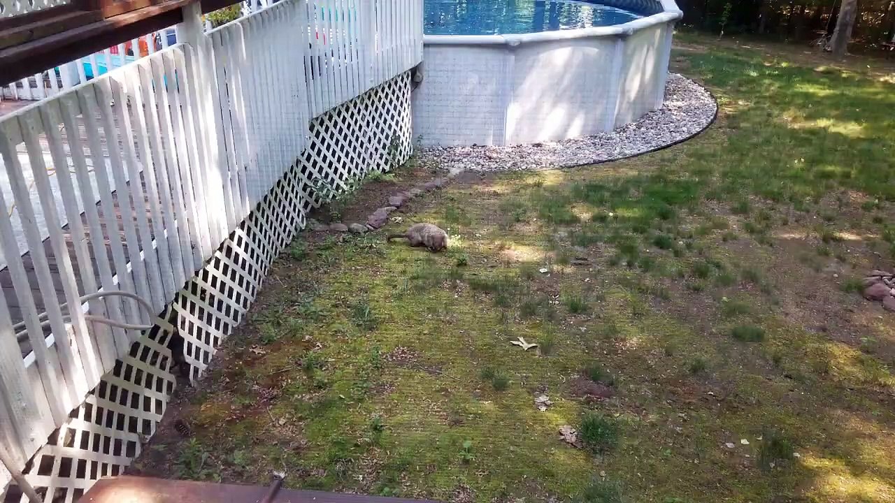 Never Seen A Groundhog Here Before