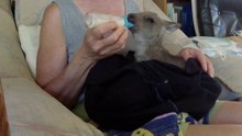 Feeding an Orphan Kangaroo