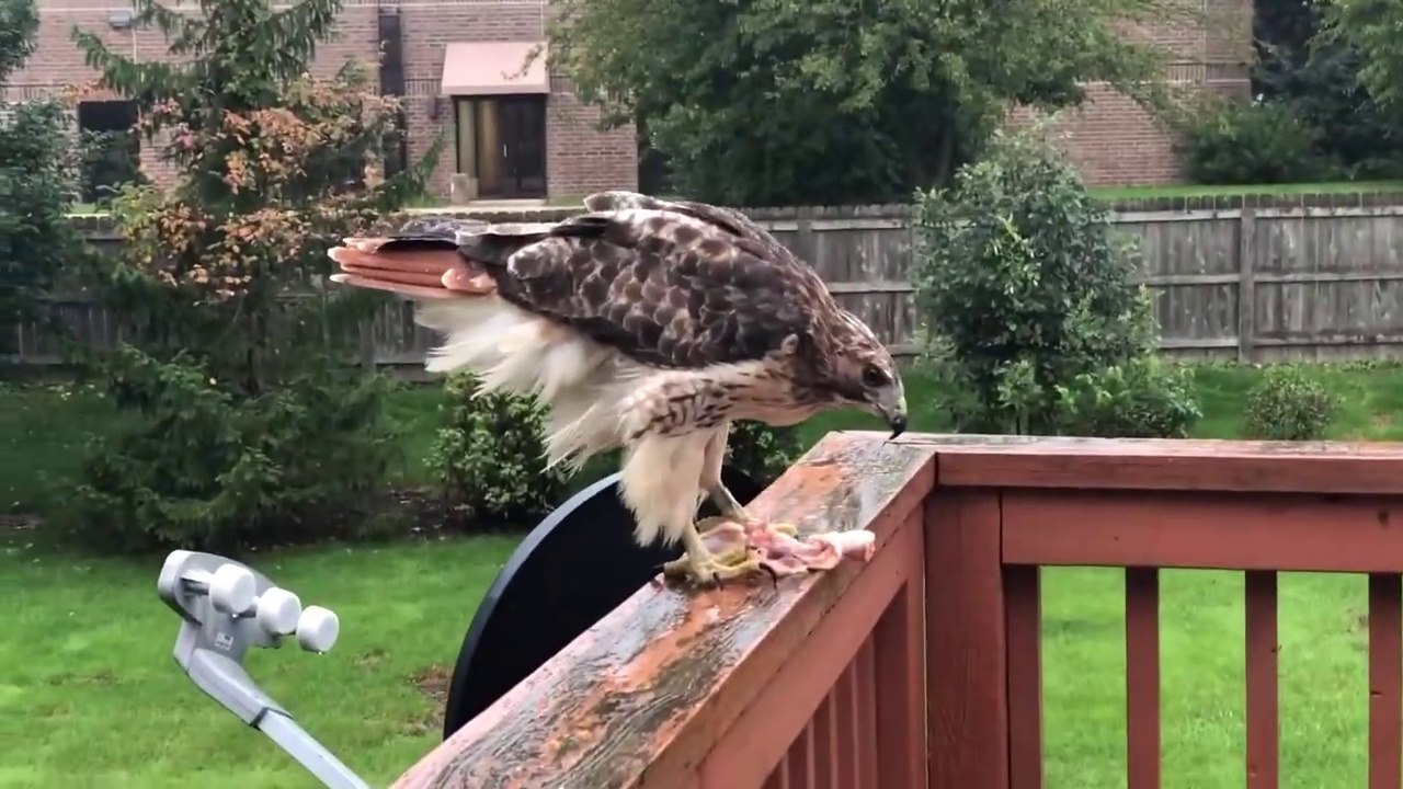 Feeding a Wild Red Tailed Hawk