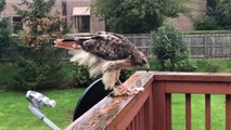 Feeding a Wild Red Tailed Hawk