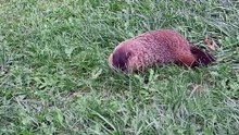 Groundhog at Green Gardens