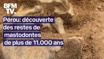 Pérou: découverte des restes de mastodontes de plus de 11.000 ans