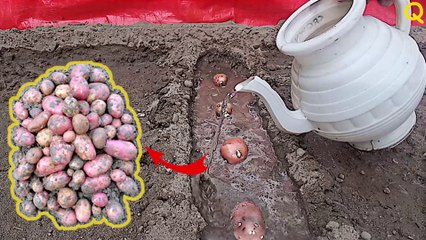 How to Grow Potatoes